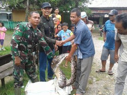 Warga Aceh Tangkap Ular Piton 7 Meter Seberat 100 Kg