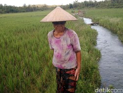 Kementan Cari Inovasi Baru Pertanian, Berhadiah Total Rp 3 Miliar