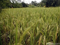 Optimisme Ekspor Beras ke Malaysia dan Realitas Entikong