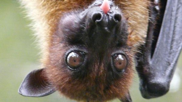 Foto: Vampir di Aceh yang Terancam Punah