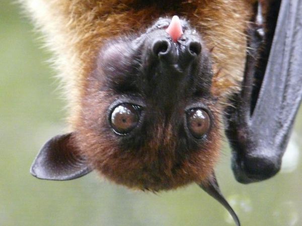 Foto: Vampir di Aceh yang Terancam Punah
