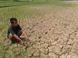 50 Hektar Tanaman Padi di Purworejo Terancam Gagal Panen