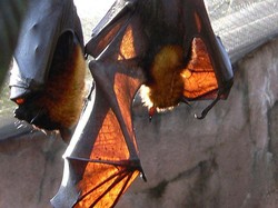 Ini Dia Tujuan Penelitian Kelelawar Vampir Raksasa di Aceh Besar