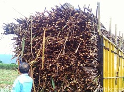 Dikeluhkan Warga, Polisi akan Panggil Pengusaha Truk Angkutan Tebu