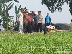 Wereng & Virus Kerdil di Subang di Bawah Ambang Batas