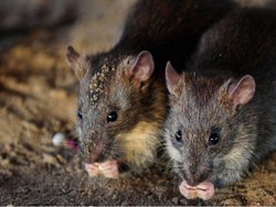 Gadis Difabel Diserang Kawanan Tikus Saat Sedang Tidur