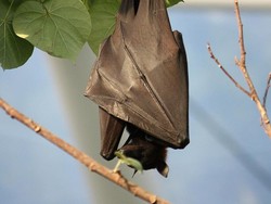 Tentang Vampyrus, Kelelawar Raksasa di Aceh yang Terancam Punah