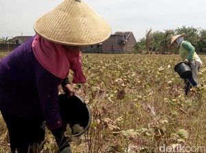 Kemarau, Petani Kedelai di Demak Merugi