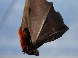 Terungkap! Kelelawar Vampir Berjasa Sebarkan Durian