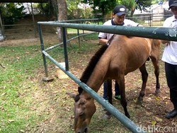 Dulu Dicambuki, Kuda Chester Penarik Delman Kini Dielus-elus