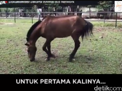 Happy Ending! Begini Kabar Kuda yang Pernah Dicambuk Meski Lelah