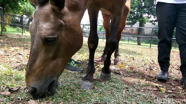 Happy Ending Kuda Chester yang Dulu Dicambuki Meski Terkapar