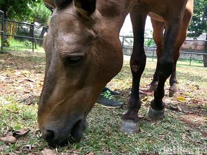 Happy Ending Kuda Chester yang Dulu Dicambuki Meski Terkapar