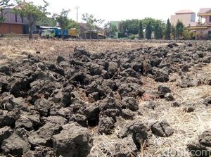 Lahan Pertanian di Demak Menganggur Hingga Musim Hujan Datang