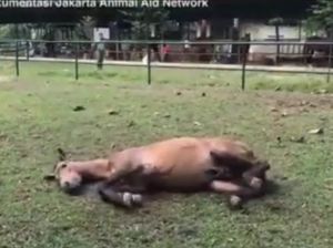 Mengharukan, Momen Kuda Chester Gembira Lihat Hamparan Rumput