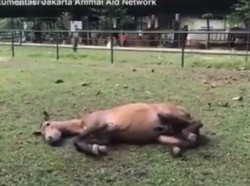 Mengharukan, Momen Kuda Chester Gembira Lihat Hamparan Rumput