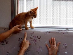 Naik Kereta di Jepang, Bisa Main Sama Kucing-kucing Lucu