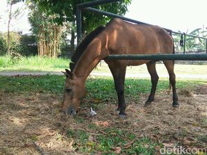 Berkeliling di Rumah Baru Kuda Chester yang Dulu Dicambuki