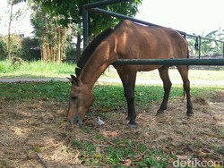 Berkeliling di Rumah Baru Kuda Chester yang Dulu Dicambuki