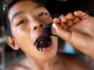 Foto: Tarantula Goreng, Bagaimana Rasanya?