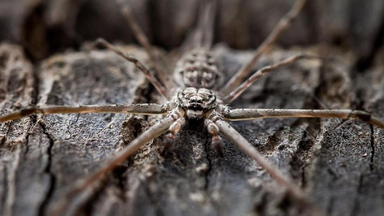 Foto: Ilustrasi violin spider (Thinkstock) Foto: Ilustrasi violin spider (Thinkstock)