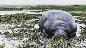 Sapi Laut hingga Cheetah yang Mengungsi karena Badai Irma