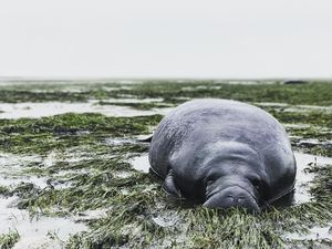 Sapi Laut hingga Cheetah yang Mengungsi karena Badai Irma Sapi Laut hingga Cheetah yang Mengungsi karena Badai Irma