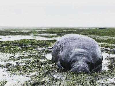 Sapi Laut hingga Cheetah yang Mengungsi karena Badai Irma