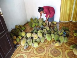 Pesta Durian di Klaten