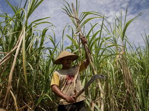 Taiwan Minat Investasi Pabrik Gula Rp 20 Triliun di RI Taiwan Minat Investasi Pabrik Gula Rp 20 Triliun di RI