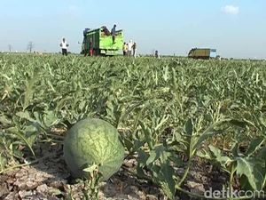 Petani Blewah dan Semangka Gagal Panen Gara-gara Kutu Kebul Petani Blewah dan Semangka Gagal Panen Gara-gara Kutu Kebul