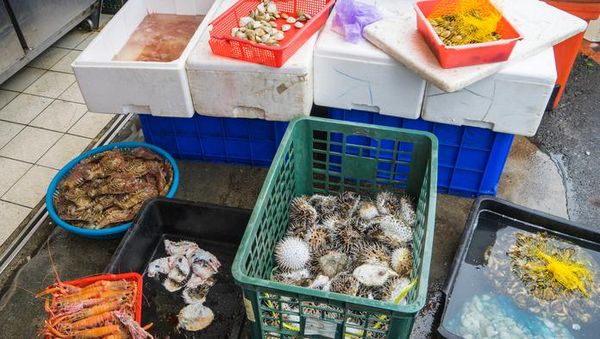 Ini 10 Makanan Paling Ekstrim di Dunia, Dari Paling Panjang hingga Paling Beracun