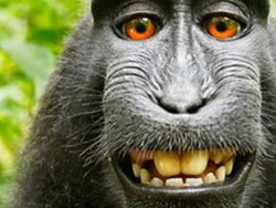 Fotografer Menangkan Sengketa Foto Selfie Monyet di Hutan Indonesia