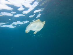 Sampah Plastik Ditemukan di Bangkai Pesut yang Terdampar di Riau