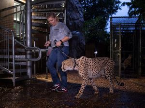 Foto: Satwa di Kebun Binatang Amerika Mengungsi Karena Badai Irma