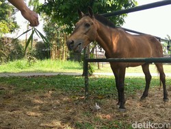 Video Kegiatan Chester di Rumah Barunya