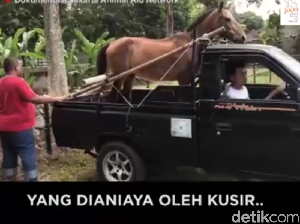 Chester, Nama Baru Kuda yang Pernah Dicambuk Meski Kelelahan