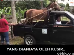 Chester, Nama Baru Kuda yang Pernah Dicambuk Meski Kelelahan