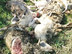 Ditemukan Jejak Kaki Hewan di Dekat Kandang Kambing