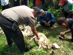 21 Kambing di Malang Mati Misterius Diduga Digigit Vampire Dog