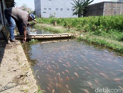 Video Selokan Kumuh di Karanganyar Jadi Lokasi Budidaya Ikan