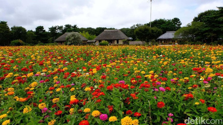 Cantiknya kebun bunga Hitachi Sea Side Park di Prefektur Ibaraki (Rachman/detikTravel)