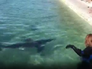 Ngeri! Ada Hiu Nyasar Berenang di Kolam Renang Sydney