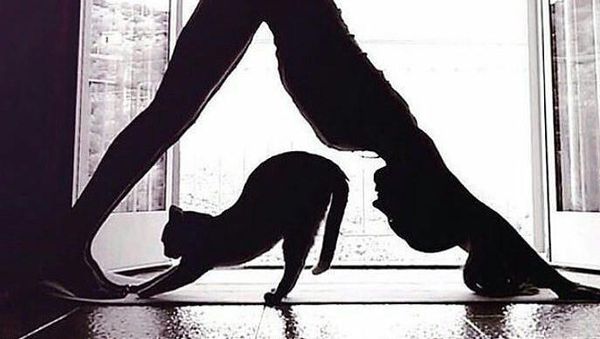 Serunya Pet Yoga, Ketika Yoga Dilakukan Bersama Hewan Peliharaan