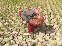 1.880 Hektare Sawah di Kabupaten Bandung Terancam Gagal Panen