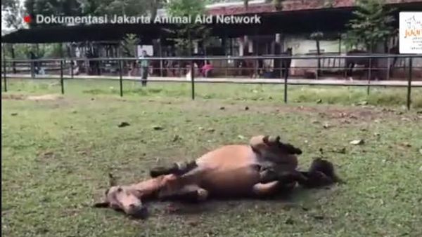 Dulu Dicambuki, Kuda Chester Kini Bahagia Pindah ke Rumah Baru