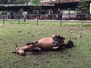 Dulu Dicambuki, Kuda Chester Kini Bahagia Pindah ke Rumah Baru