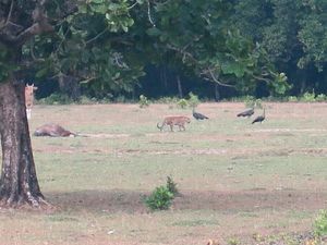 Temuan yang Jadi Sinyal Baru Keberadaan Harimau Jawa