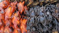 Ini 10 Makanan Paling Aneh di Dunia, Dari Ulat, Usus Kuda hingga Tarantula