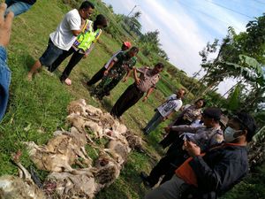 17 Kambing Milik Warga Malang Mati Misterius 17 Kambing Milik Warga Malang Mati Misterius